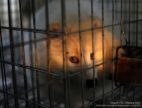 Fox has tears photo by Yongzhi Chu(Zhejiang Daily)