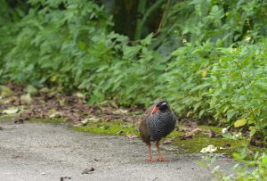 民家のすぐ近くに現れたヤンバルクイナ。2016年6月16日