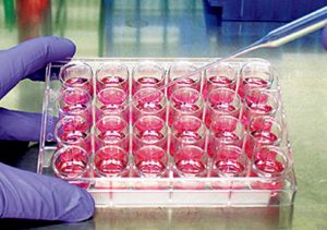ヒトの皮膚細胞を培養した人工皮膚モデルによる代替法試験。動物の皮膚を使った試験の代替法。Photo by ECVAM