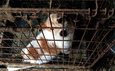 販売業の男性が作った粗末な小屋の中、ケージに閉じ込められていた犬。流通から「外れた」犬が、「引き取り屋」によって安く買われ、飼い殺し状態にされていた。栃木県矢板市。2016年1月21日