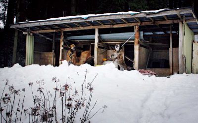 民家の裏手に作られた犬小屋につながれて暮らす２匹。鎖は短く、２匹が体を合わせることはできない。平山さんの姿を見つけると、体を乗り出して喜んだ。雪に囲まれ、水入れの水は凍っていた。写真はすべて福島県飯舘村。2015年1月22日