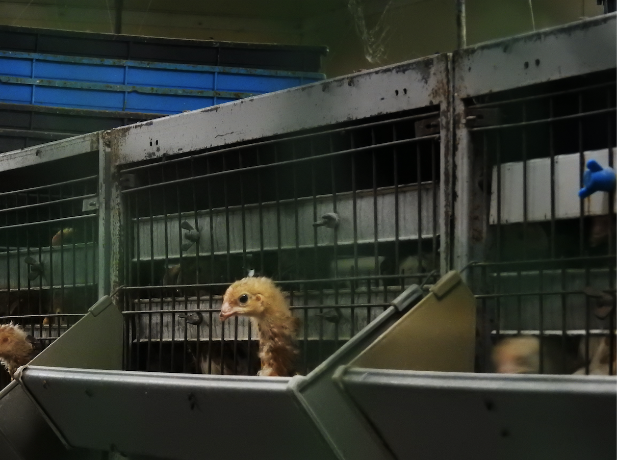 育雛場。メスのヒヨコはここで、卵を生みはじめる直前まで飼育される。採卵鶏はケージの金網の上で過ごす。関東、2017年7月。Photo by Animal Rights Center