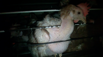 常にケージで摩擦され、羽がほとんどなくなってしまったニワトリ。Photo by Animal Rights Center