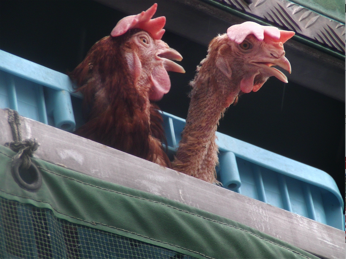 そして彼女たちにとって処理場に連れて行かれるときが、初めての「外」だ。Photo by Animal Rights Center